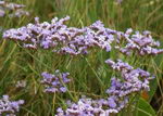 sea lavender